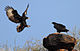 Flickr - Rainbirder - Verreaux's Eagle pair.jpg