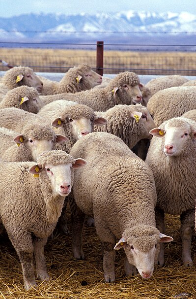 399px-Flock_of_sheep.jpg