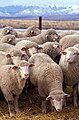 Flock of sheep in Idaho, United States
