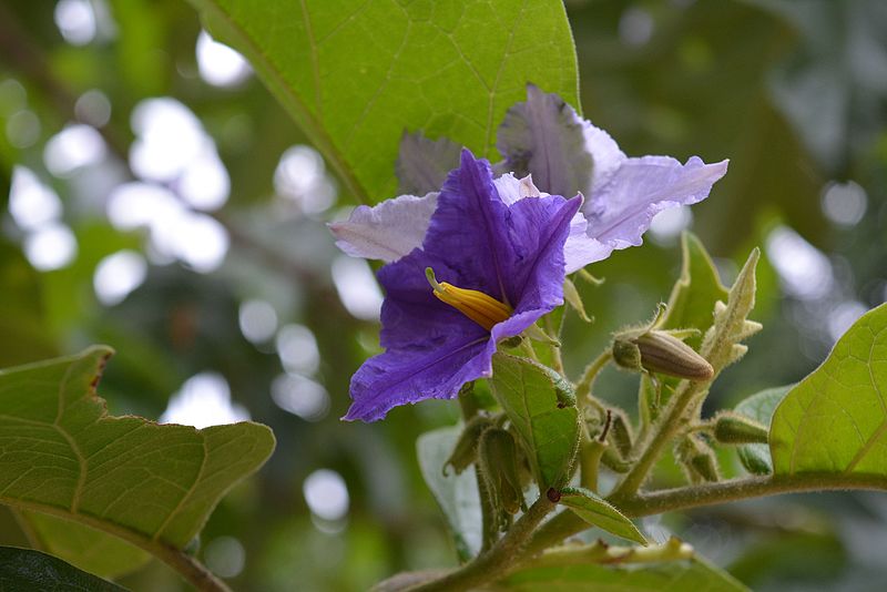 File:Flora LalBagh.jpg