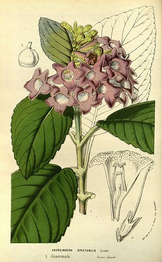 <i>Uroskinnera</i> Genus of flowering plants