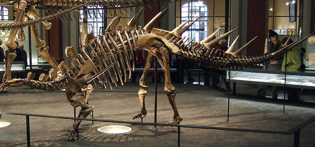 Fossil Kentrosaurus aethiopicus in Museum für Naturkunde Berlin 001