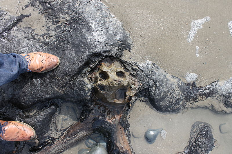 File:Fossilised tree stumps between Borth and Ynys Las Wales 22.JPG