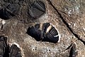Fossils are difficult to see in Wind Cave because other formations usually cover them up. Brachiopods are shellfish that were (5ba44887-c699-4ba6-8bee-fcbb0f38d114).jpg