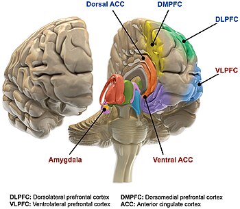 3-D image of human brain emphasizing emotional regulation circuits
