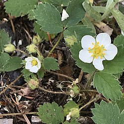 Fragaria cascadensis.jpg