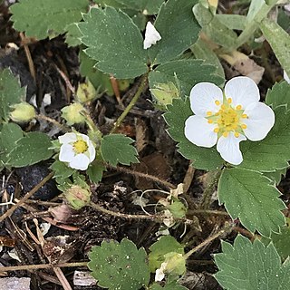 <i>Fragaria cascadensis</i> Species of strawberry