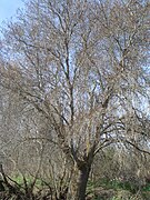 Fraxinus angustifolia - Wikimedia Commons