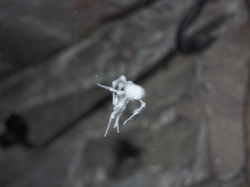 File:Frosted spider.jpg