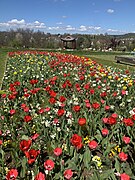 Frühlingsblumen