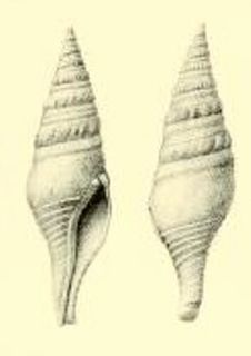 <i>Fusiturris amianta</i> Species of gastropod