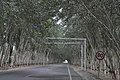 Cruising pleasantly along the tree-lined highway