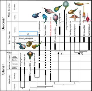 Phylogenie der Galeaspida[3]