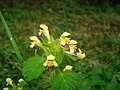 Galeopsis speciosa (ru:Пикульник красивый, или Зябра) (en:Large-flowered Hemp-nettle) (de:Bunte Hohlzahn) (lv:Raibais aklis)