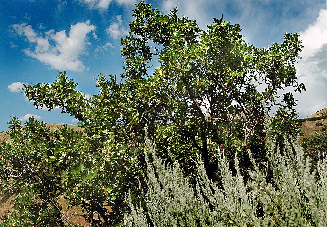 Quercus gambelii