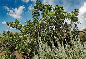 Gambel oak 1.jpg