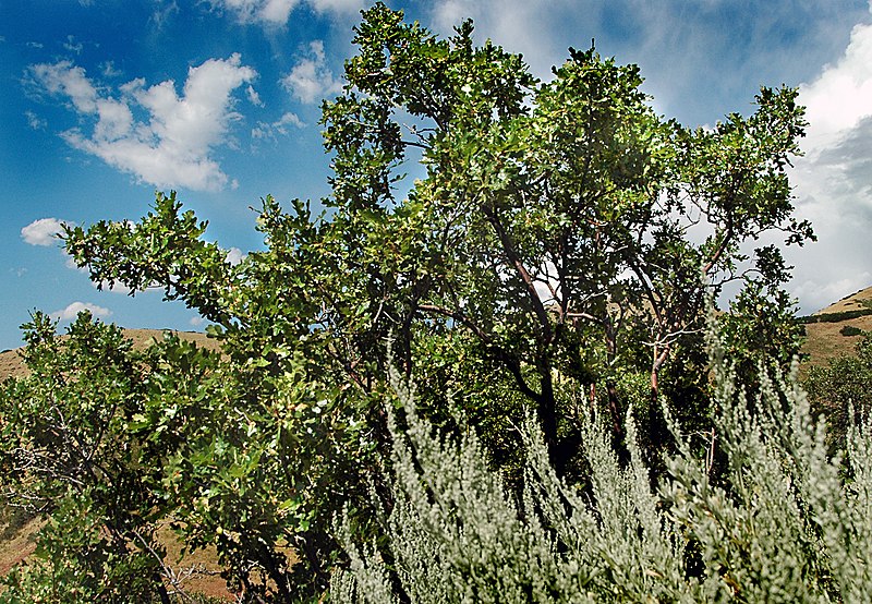 File:Gambel oak 1.jpg