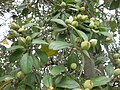 leaves, fruits