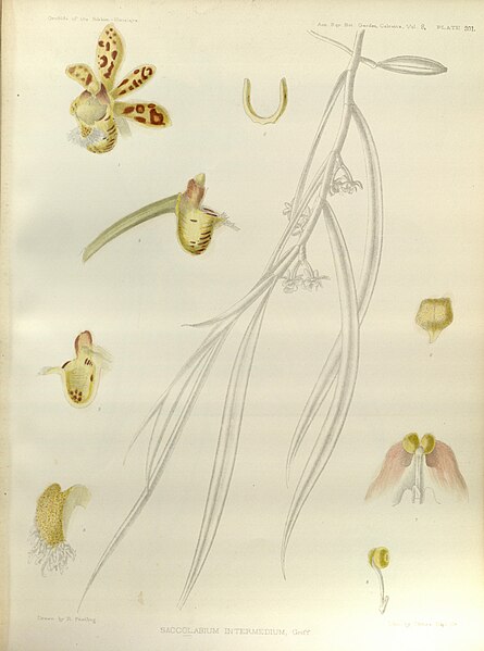 File:Gastrochilus linearifolius (as Saccolabium intermedium) - The Orchids of the Sikkim-Himalaya pl 301 (1889).jpg
