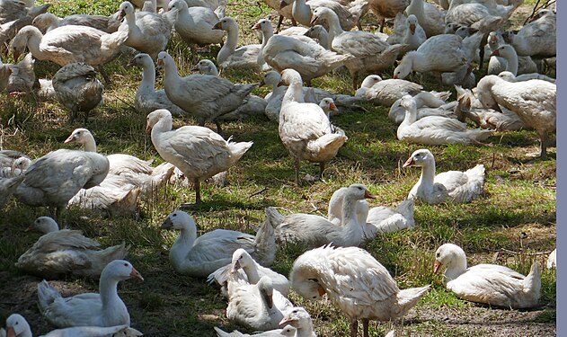 Geese at the Kirbachhof, Ochsenbach, Germany