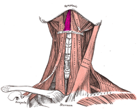 Geniohyoid muscle.PNG