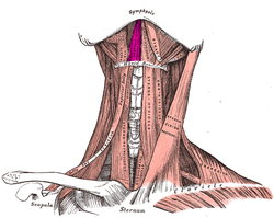 Geniohyoid kası. PNG