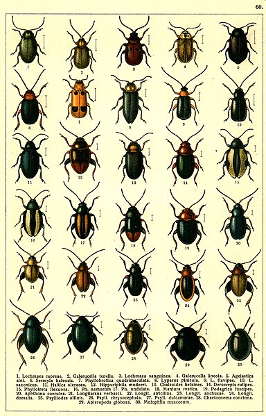 File:Georgiy Jacobson - Beetles Russia and Western Europe - plate 60.jpg