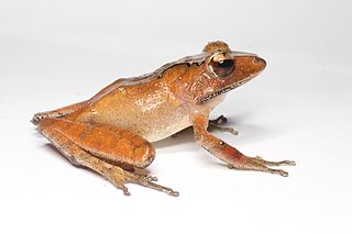 <i>Gephyromantis plicifer</i> Species of amphibian