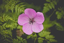 Geranium cinereum-3193.jpg