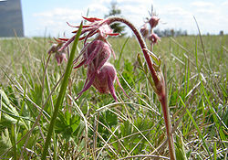 Geum triflorum, Three-Flowered Avens, Old Man's Whisker's, or Prairie Smoke Geum triflorum.jpg