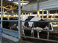 The cowshed in kibbutz Gezer, Israel.