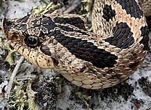 Adult Southern Hognose Snake, H. Simus Glenn Bartolotti.jpg