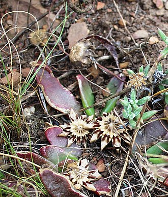 G.depressum seed-capsules opened from rain. The capsules do not have stalks so they are held close to the plant, and soon fall off. Glottiphyllum depressum seed capsules -Caledon 2.jpg