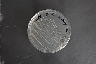 <span class="mw-page-title-main">Gluconobacter</span> Genus of bacteria