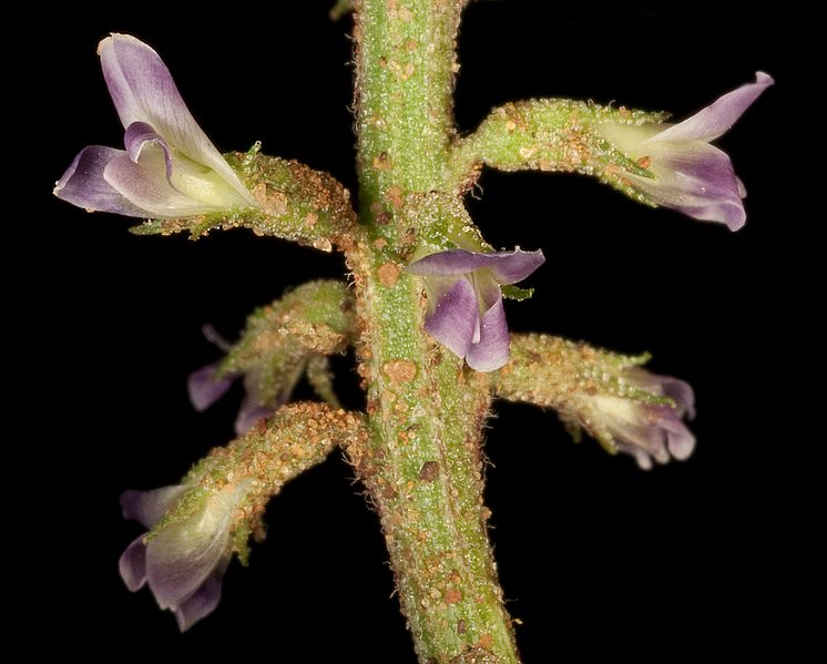 File:Glycyrrhiza acanthocarpa (8730696438).jpg