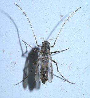 <i>Glyptotendipes barbipes</i> Species of fly