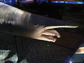 Goblin shark, Pengo.jpg