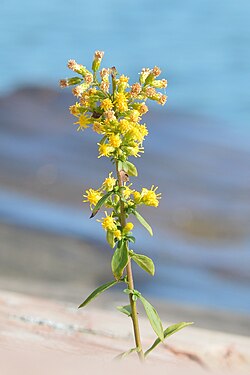 Goldenrod (Solidago sp.)