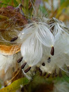 Gomphocarpus fruticosus Seeds