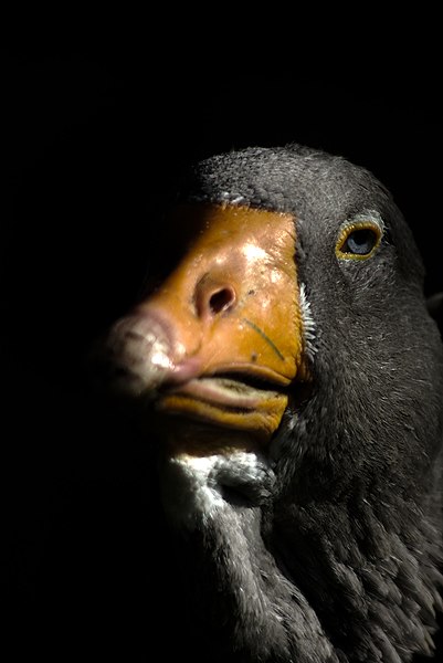 File:Goose Portrait (88830593).jpeg