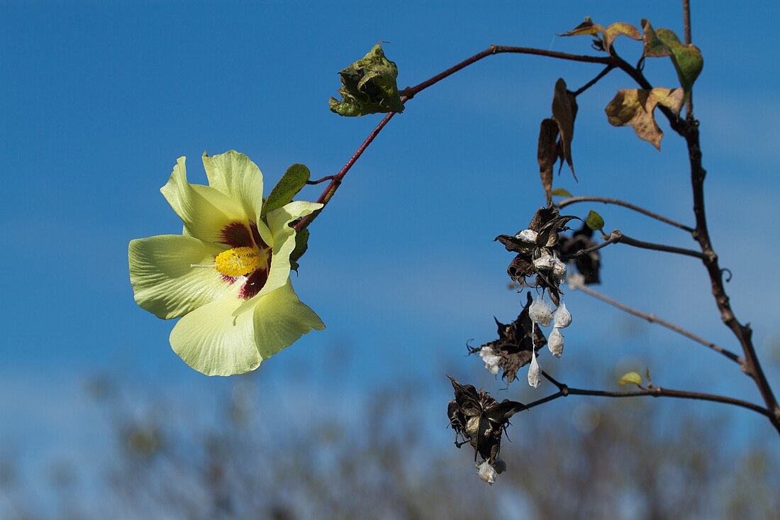 File:Gossypium barbadense.jpg