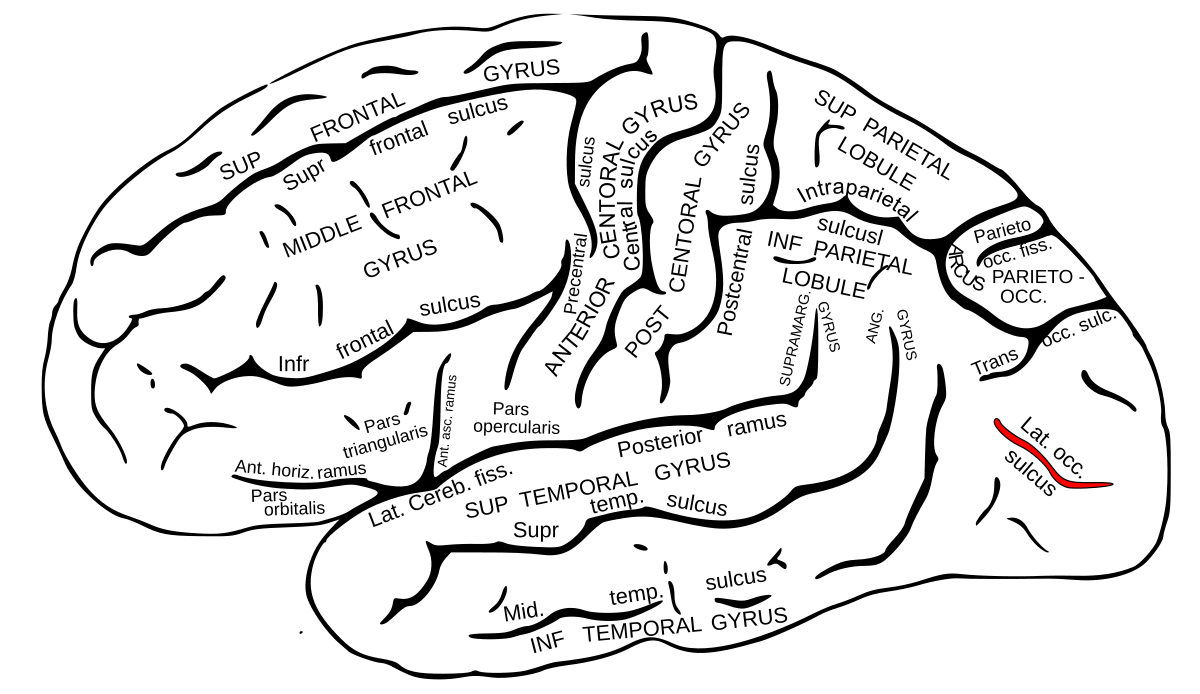 Lateral occipital sulcus