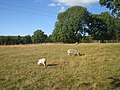Grazing Sheep - Steventon - geograph.org.uk - 2565039.jpg