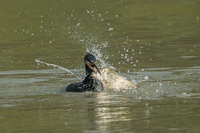 File:Greater cormorant in Action 02.jpg