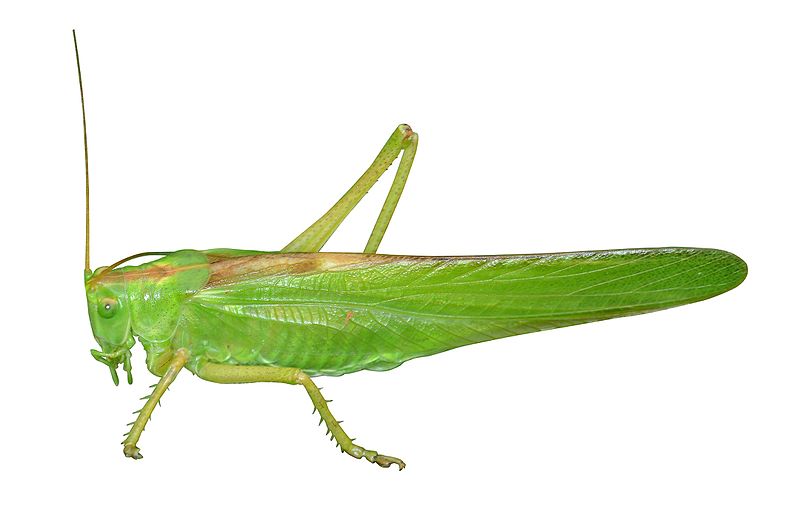 File:Green grashopper on white background.jpg