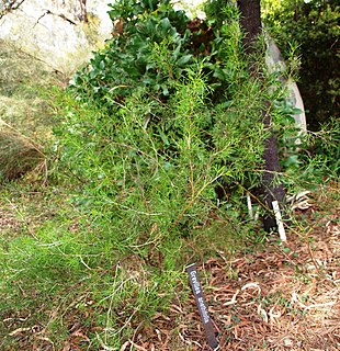 <i>Grevillea anethifolia</i> Species of shrub of the family Proteaceae that is endemic to Western Australia