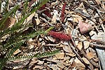 Thumbnail for Grevillea dryandroides