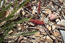 Grevillea dryandroides.jpg