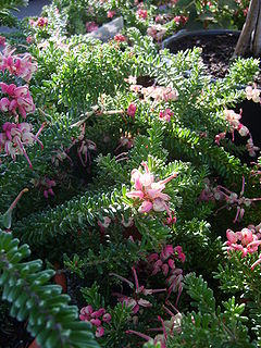 <i>Grevillea lanigera</i> Species of shrub in the family Proteaceae endemic to Victoria and New South Wales in Australia