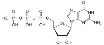 Guanosine triphosphate (GTP), the substrate of GTP cyclohydrolases Guanosintriphosphat protoniert.svg